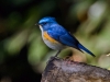 A Himalayan Bluetail spotted in the forest