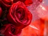 Red rose for valentine