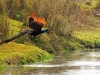 Peacock flying across a river