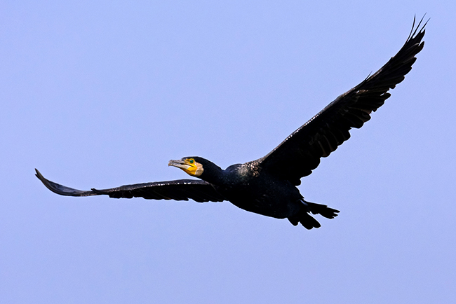 Little Cormorant in Flight