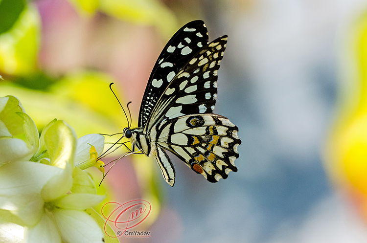 Lime Swallowtail Butterfly