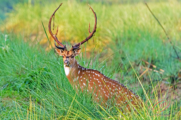 Spotted Deer