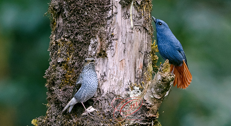 Plumbeous Water Redstarts