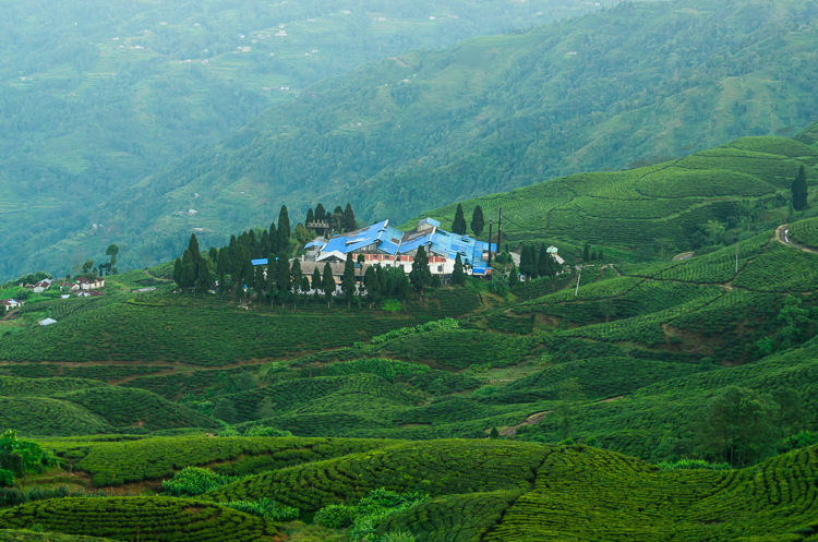 A tea processing center