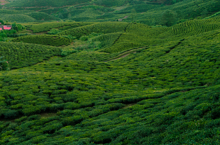 Lush green tea gardens up close