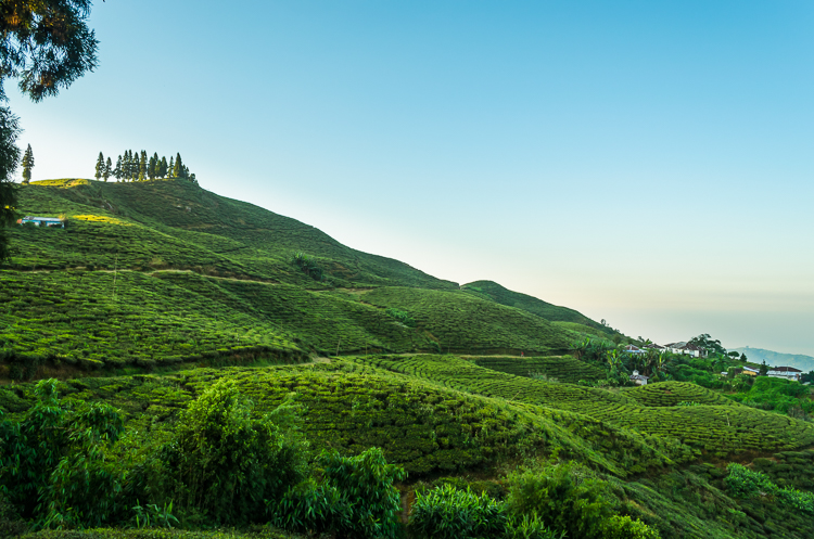 The waist-high tea plants give a look of green carpets from a distance