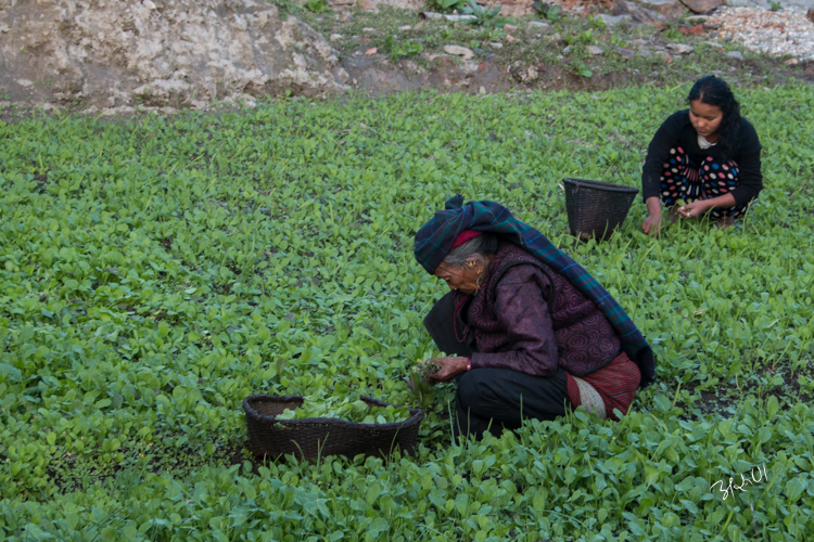 Ghale women traditionally working on lettuce field.