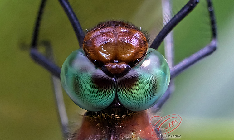 Dragonfly eyes macro