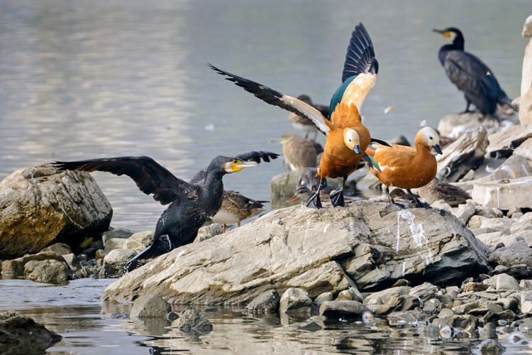 Birds at Taudah