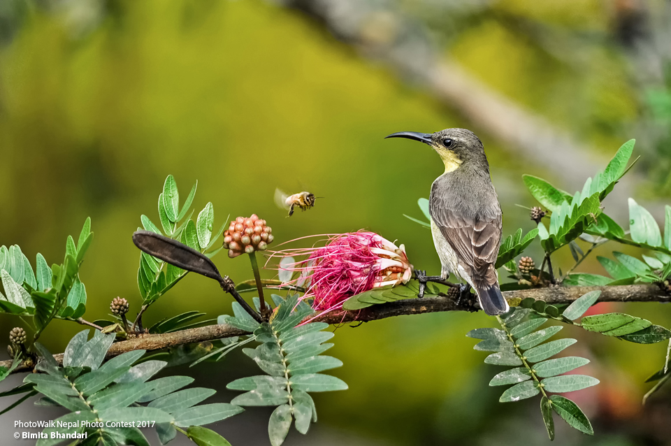 First Prize Winner: Living Nature and Wildlife